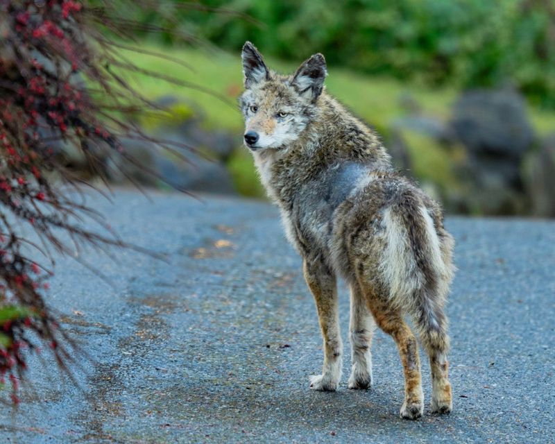 Create A Coyote-Free Zone