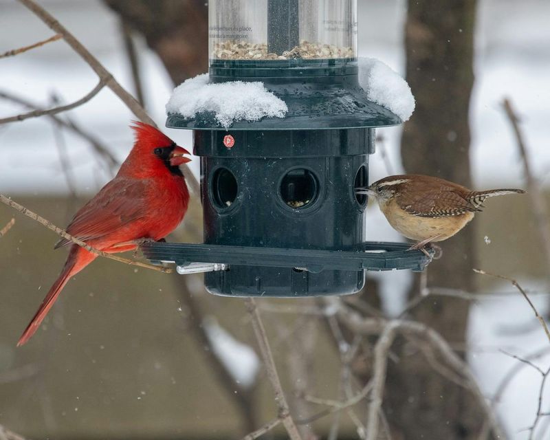 Provide Bird Feeders