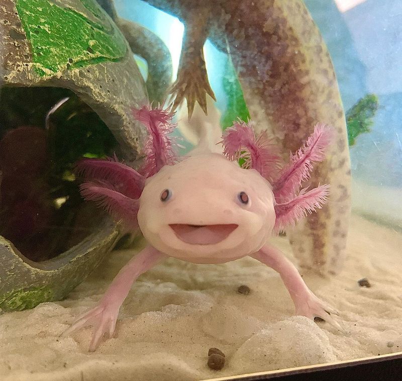 Axolotl