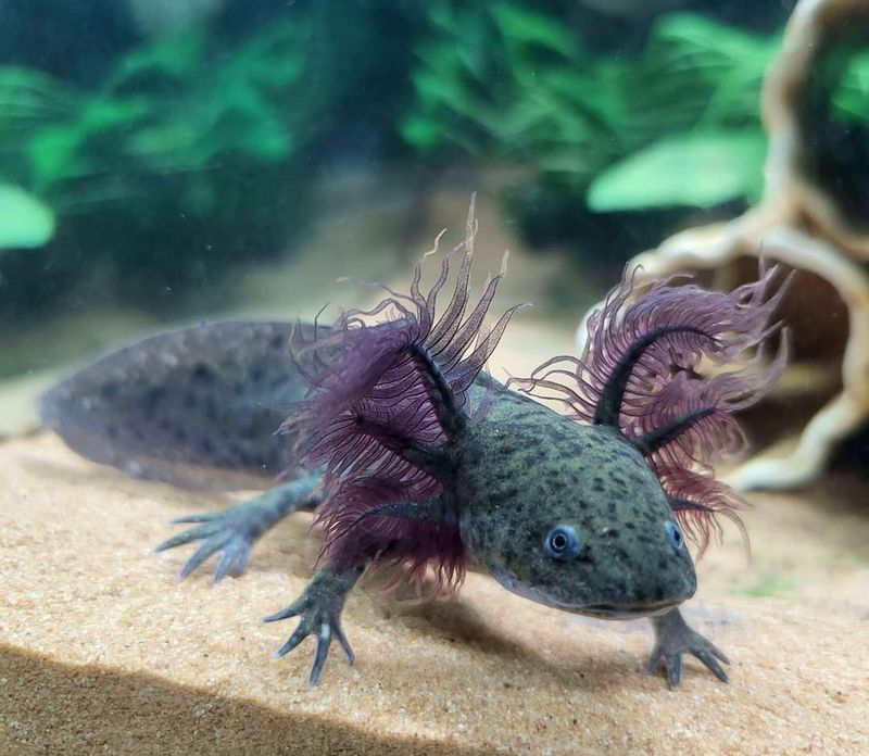 Axolotl