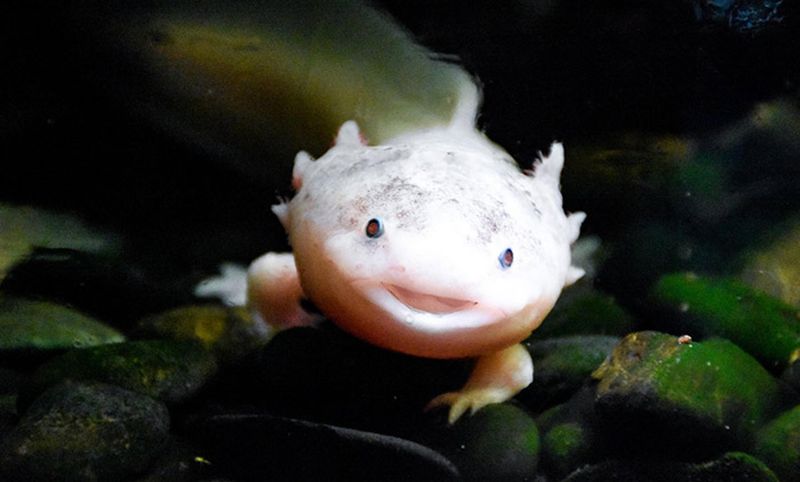Axolotl