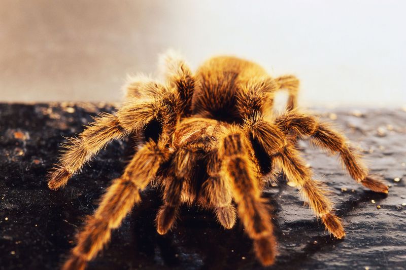 Tarantula