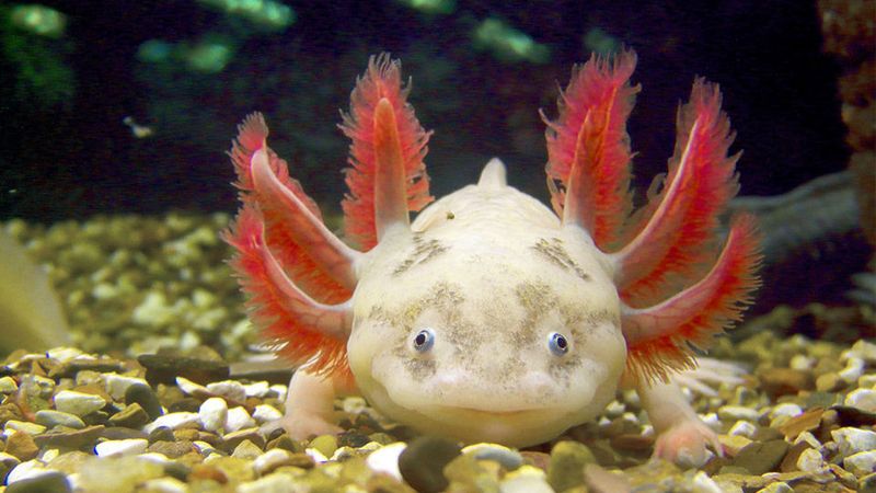 Axolotls Are Carnivorous