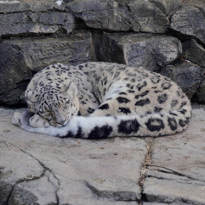 Snow Leopard