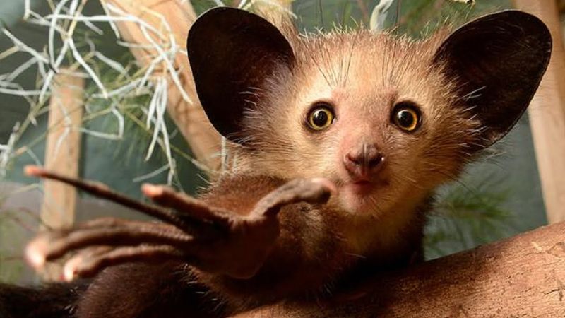 Aye-Aye