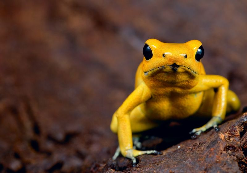 Golden Poison Dart Frog