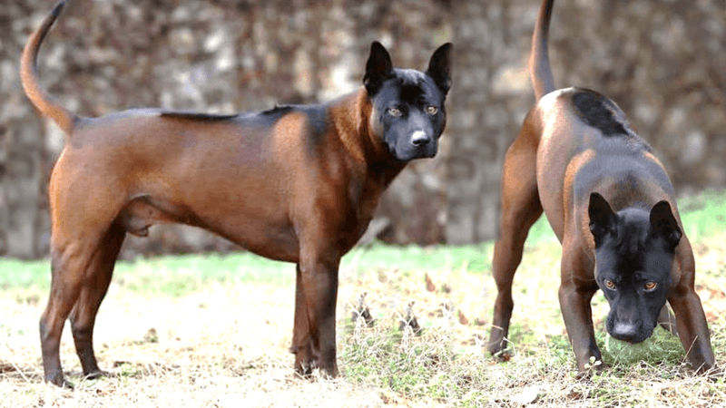 Thai Ridgeback