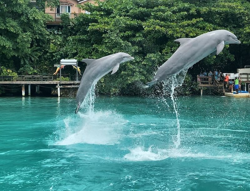 Dolphin Cove, Jamaica