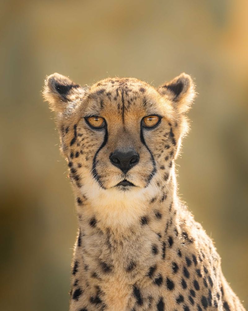 Cheetah