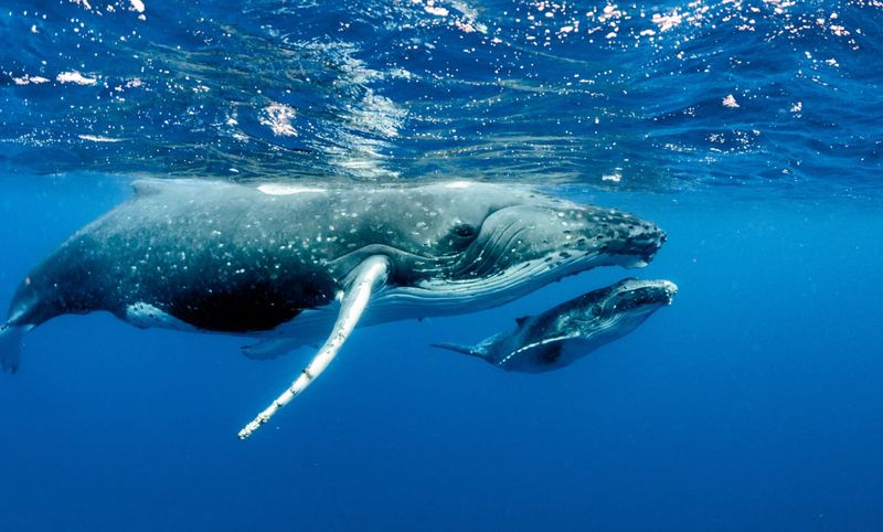 Whales' Cultural Behaviors