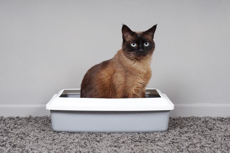 Changes In Litter Box Habits