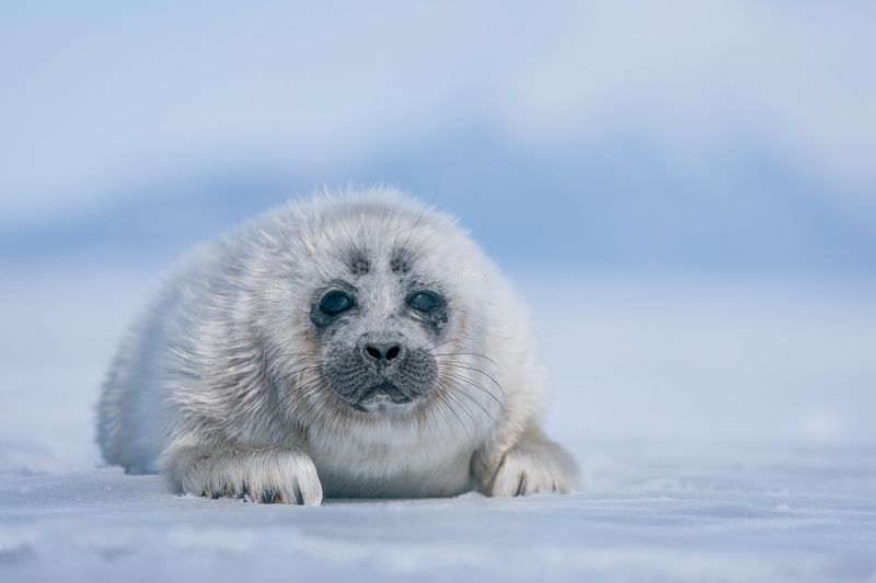 Baikal Seal