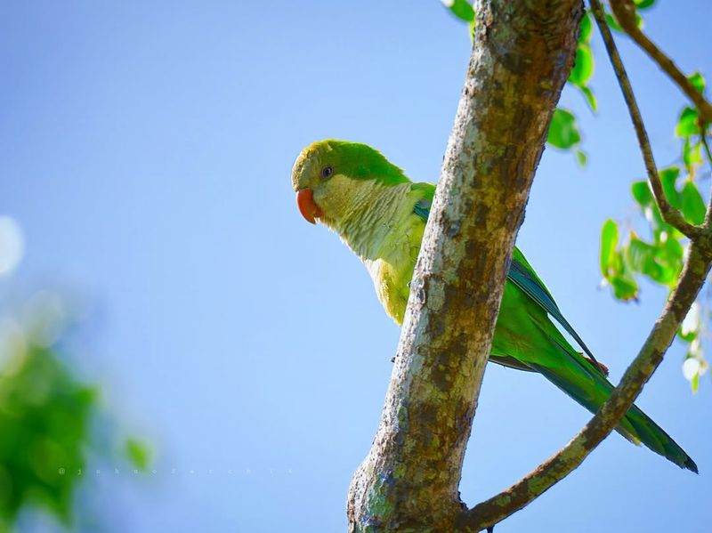 Monk Parakeet