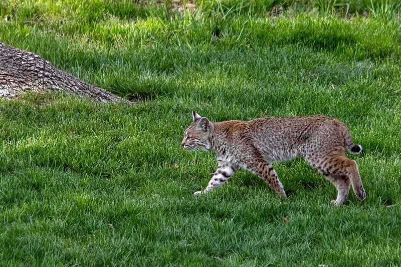 Bobcat