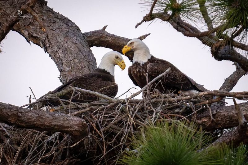 Largest Bird Nests