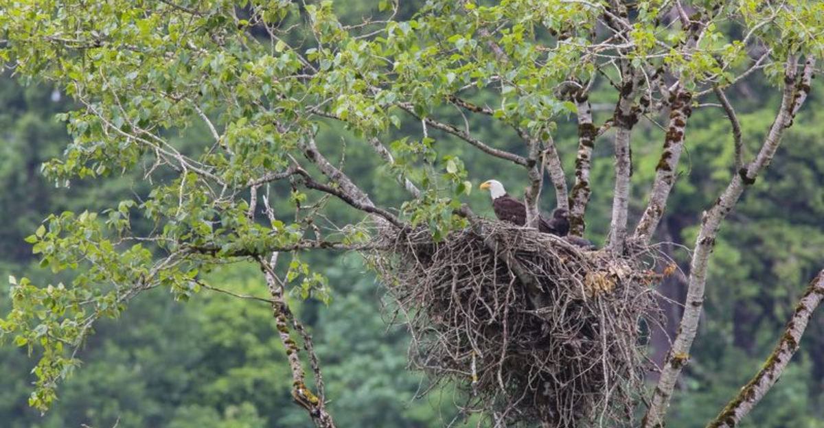 Bald Eagle Nest: 12 Fun Facts