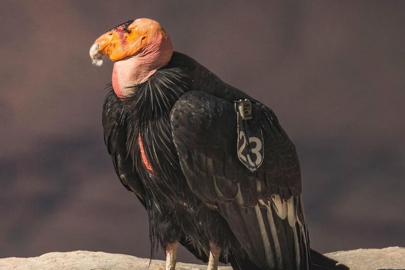 The California Condor Comeback