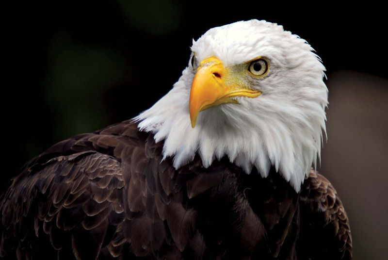 Bald Eagles