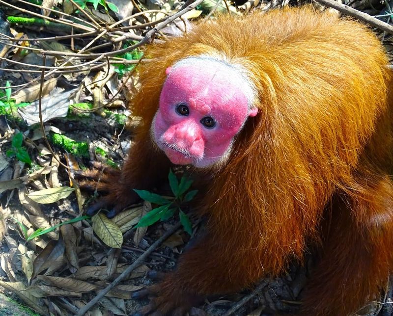 Bald Uakari