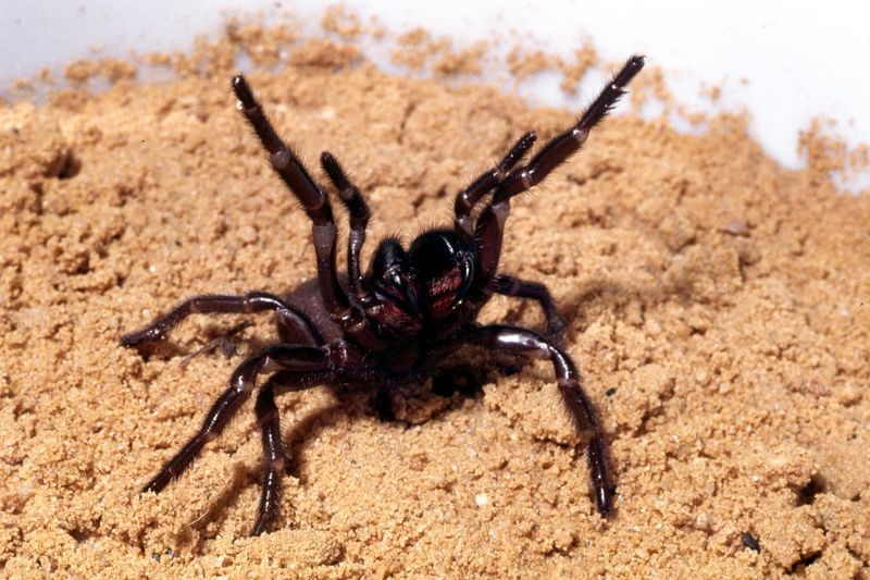 Wandering Sydney Funnel-web Spider