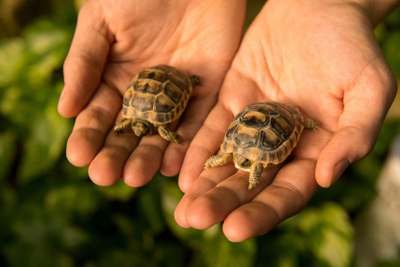 Greek Tortoise