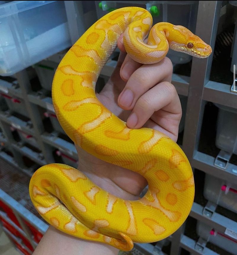 Ball Python