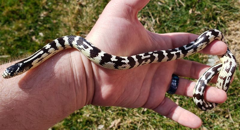 California Kingsnake