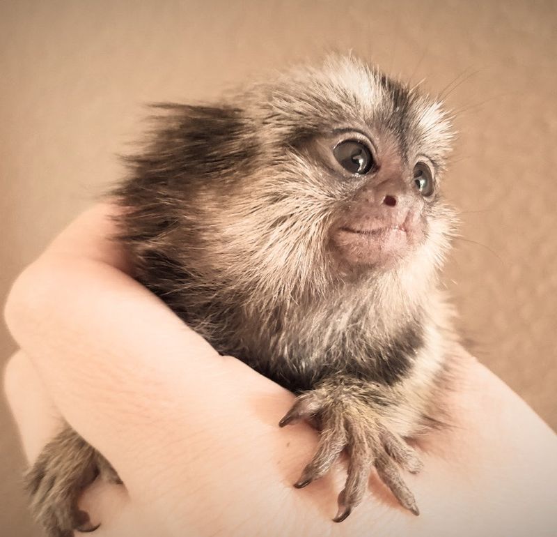 Marmosets