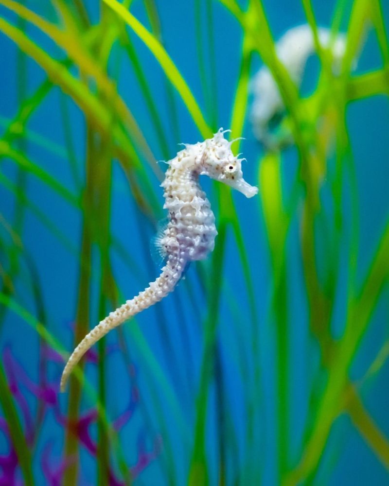 Sea Horse