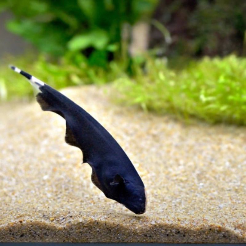 Black Ghost Knifefish