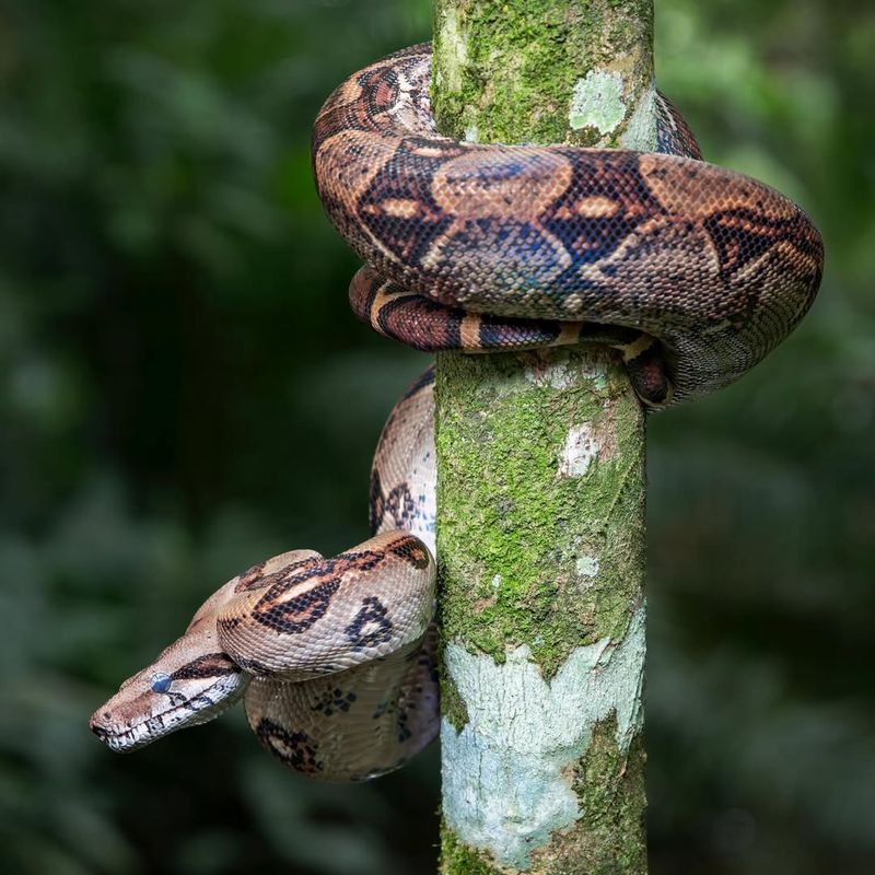 Boa Constrictor