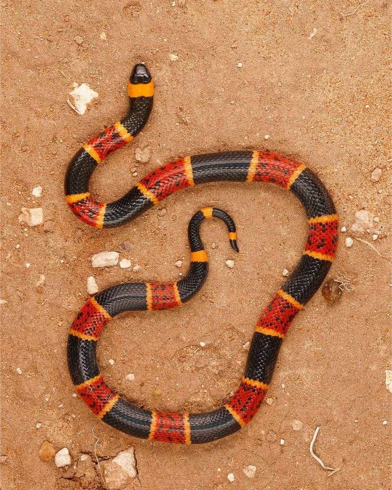 Coral Snake