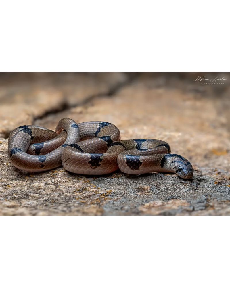 Banded Worm Snake