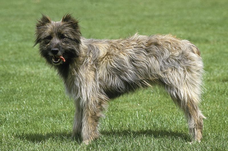 Pyrenean Shepherd