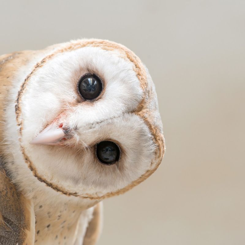 Barn Owls