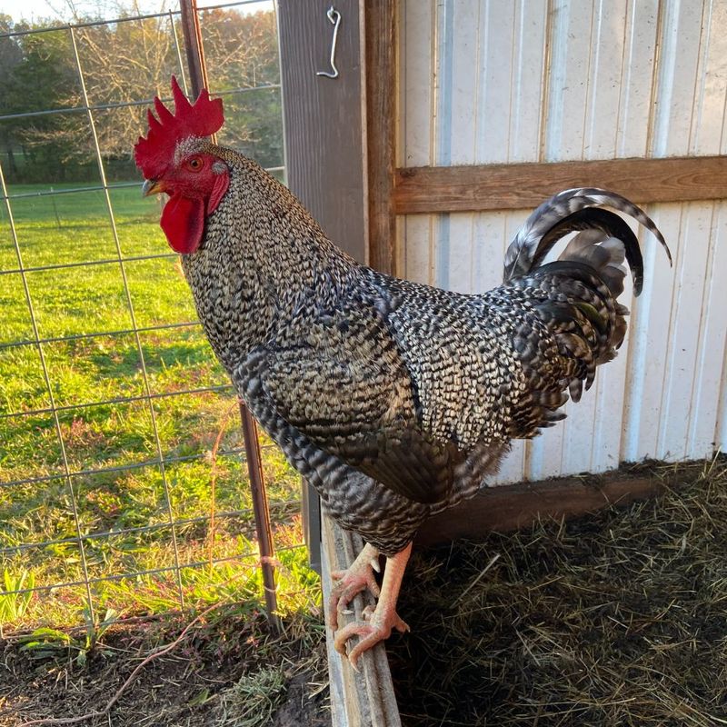 Barred Rock