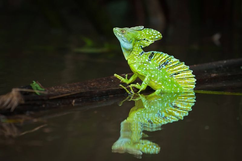 Basilisk Lizard