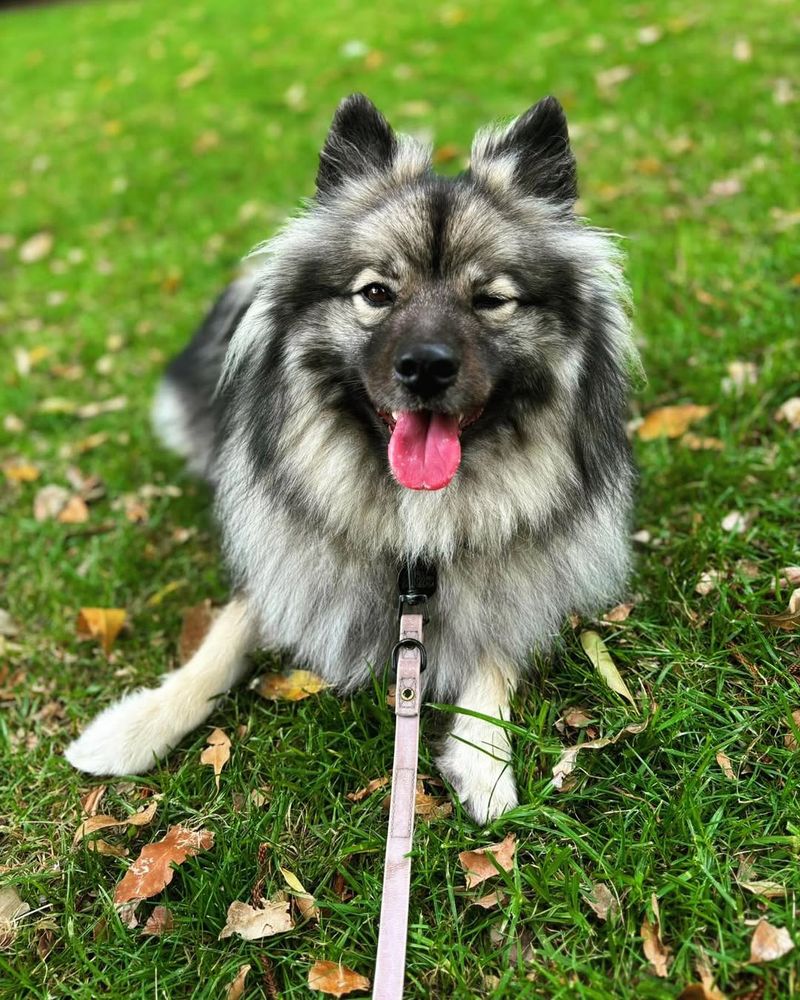 Keeshond