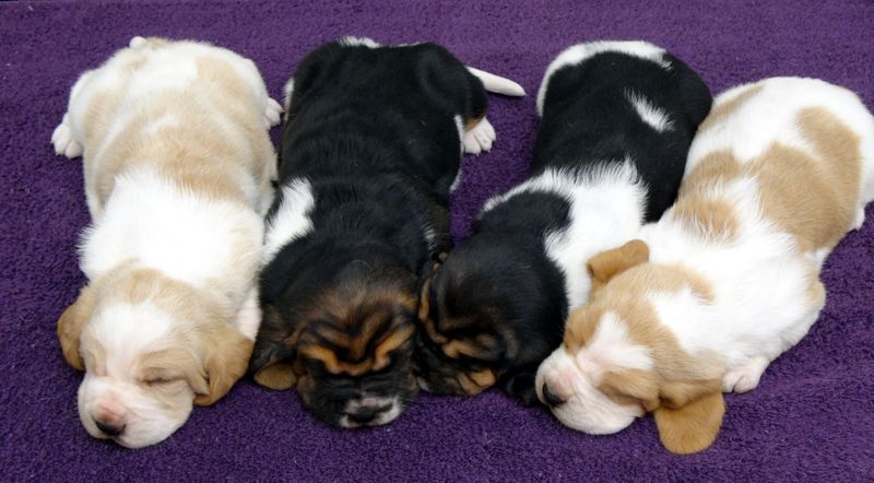 Basset Hound