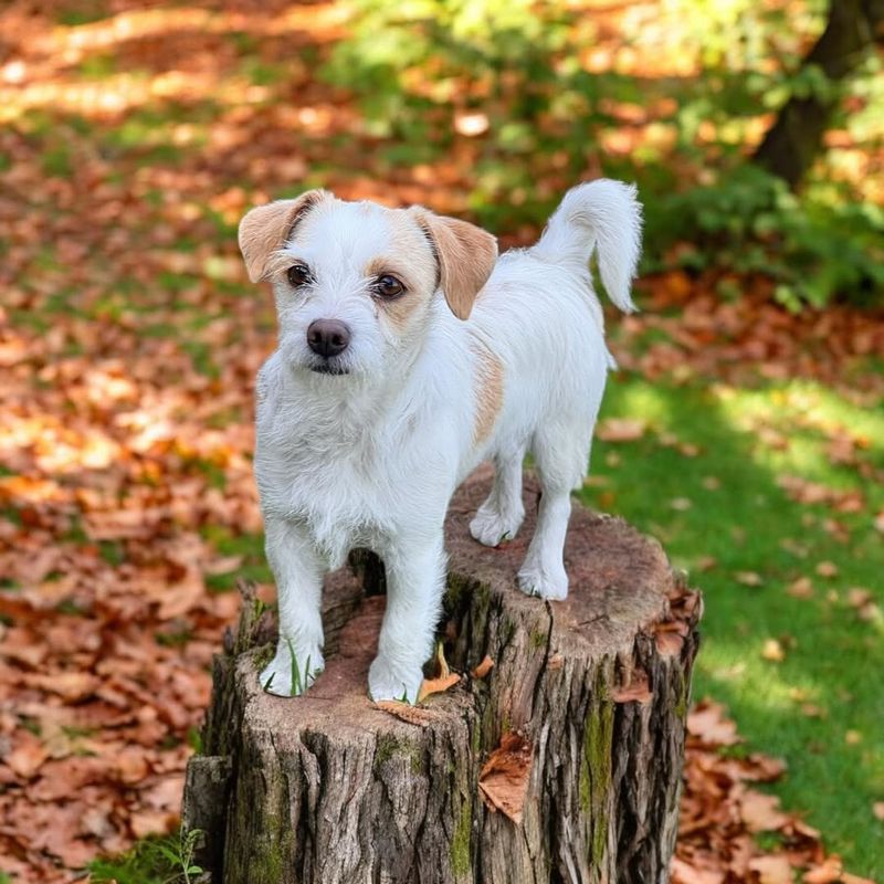 Jack Russell Terrier