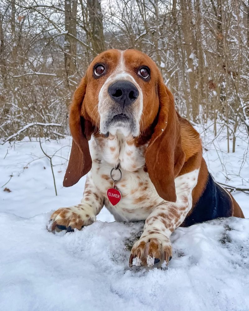 Basset Hound