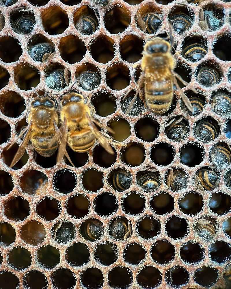 Bees – Inside Their Hives