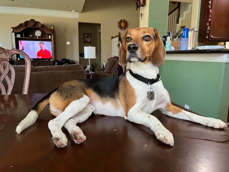 Beagle