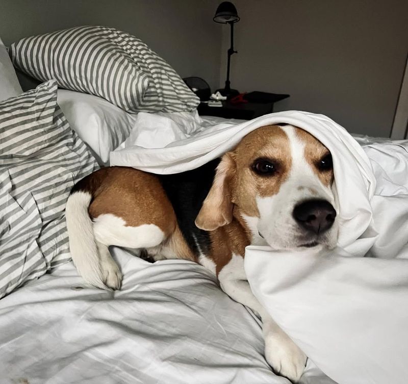 Beagle