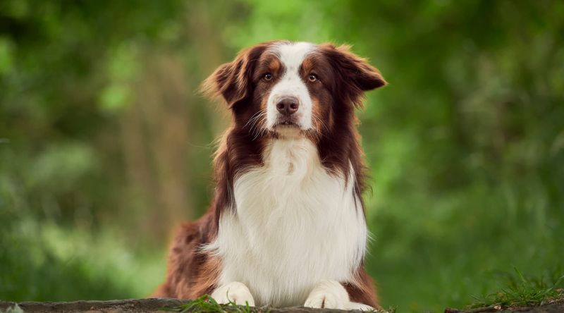 Australian Shepherd