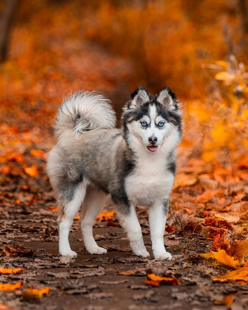 Husky