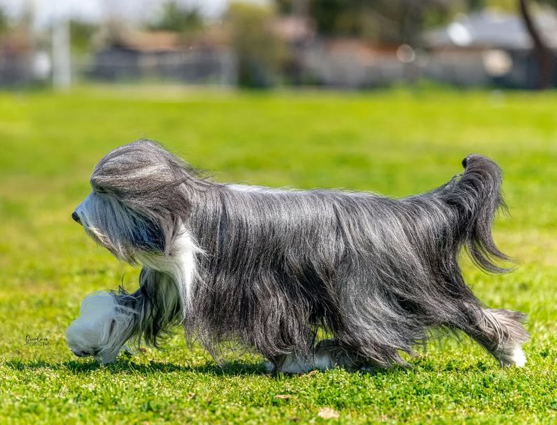 Bearded Collie
