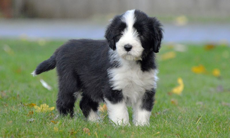 Bearded Collie