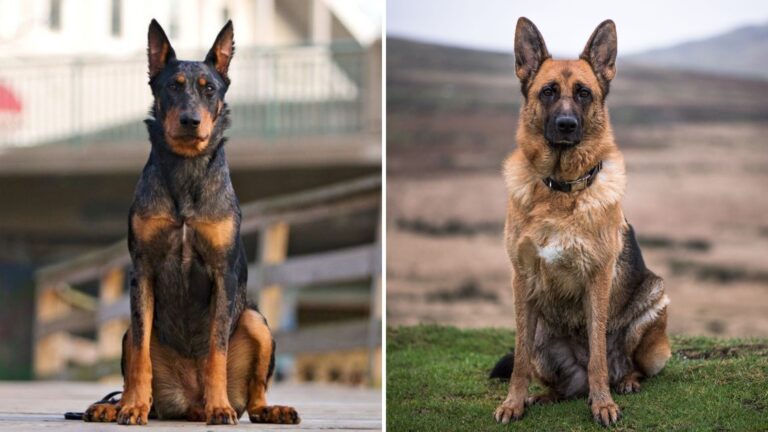 Beauceron Vs. German Shepherd 9 Key Differences