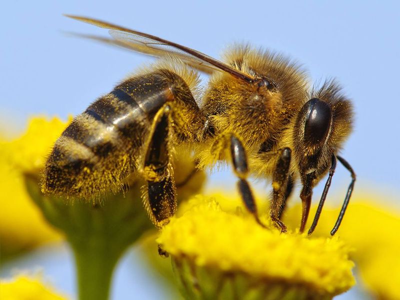 Bees